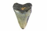 Bargain, Fossil Megalodon Tooth - North Carolina #153099-2
